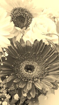 Szary + Sepia