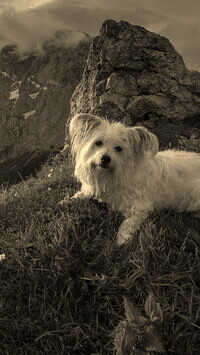 Szary + Sepia