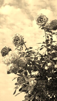 Szary + Sepia