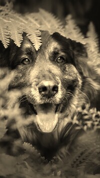 Szary + Sepia