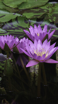 Oryginalny obrazek