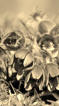 Szary + Sepia