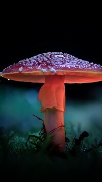 Oryginalny obrazek