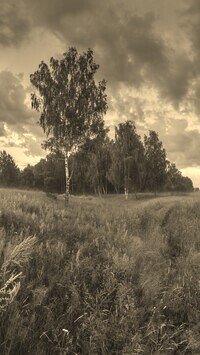 Szary + Sepia