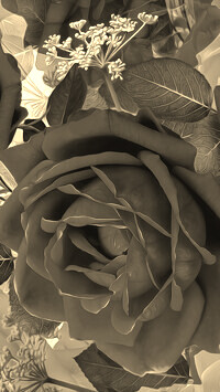 Szary + Sepia