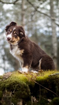 Oryginalny obrazek