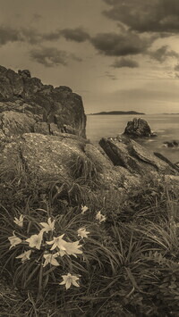 Szary + Sepia