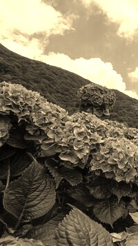 Szary + Sepia