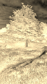 Sepia + Negatyw