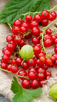 Oryginalny obrazek