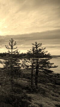 Szary + Sepia