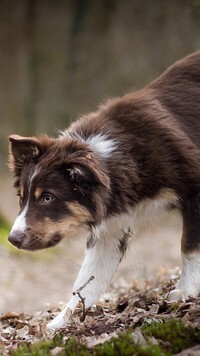 Oryginalny obrazek