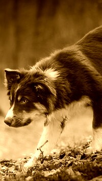 Sepia
