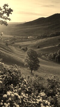 Sepia