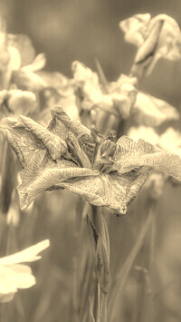 Szary + Sepia
