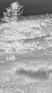 Szary + Negatyw