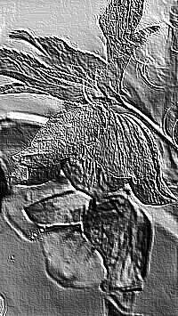 Skamielina