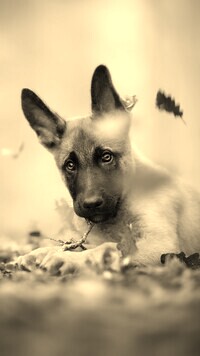 Szary + Sepia