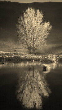 Szary + Sepia