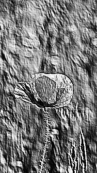 Skamielina