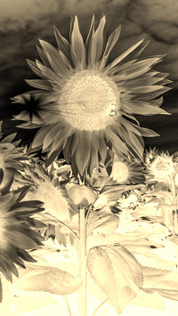 Sepia + Negatyw