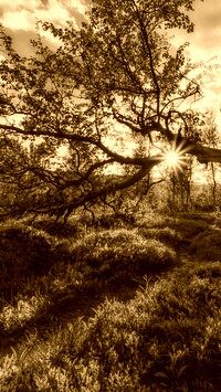 Sepia