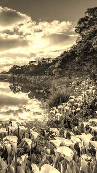 Sepia