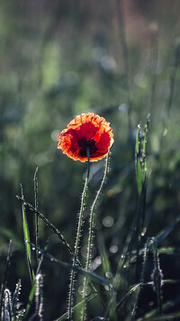 Oryginalny obrazek