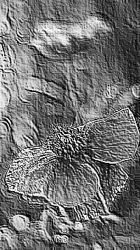 Skamielina