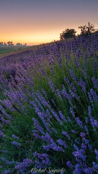 Oryginalny obrazek