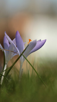 Oryginalny obrazek