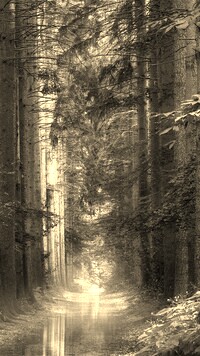 Szary + Sepia