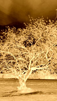 Sepia + Negatyw