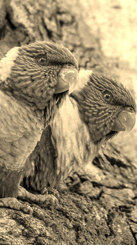 Szary + Sepia