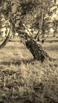 Szary + Sepia
