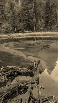 Szary + Sepia