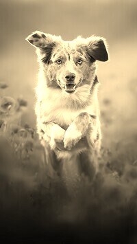 Szary + Sepia