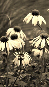 Szary + Sepia