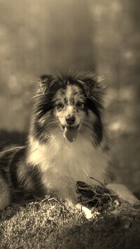 Szary + Sepia