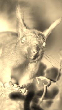 Sepia + Negatyw