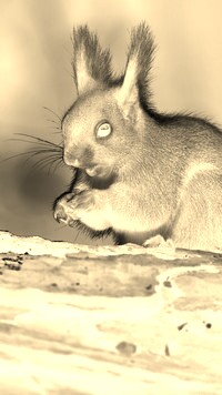 Sepia + Negatyw