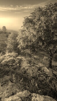 Sepia