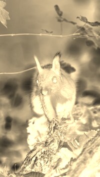 Sepia + Negatyw