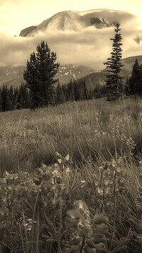 Sepia