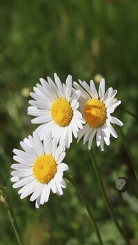 Oryginalny obrazek