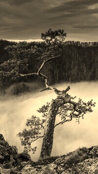 Szary + Sepia