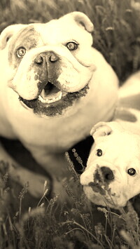 Szary + Sepia