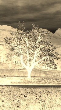 Sepia + Negatyw