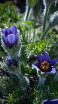 Oryginalny obrazek