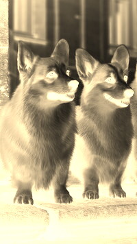 Sepia + Negatyw